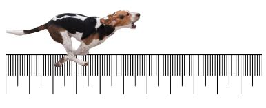 dog on ruler